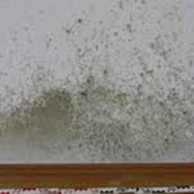 Malerbetrieb Michael Sigmund Ketsch Wasserschaedensanierung 05